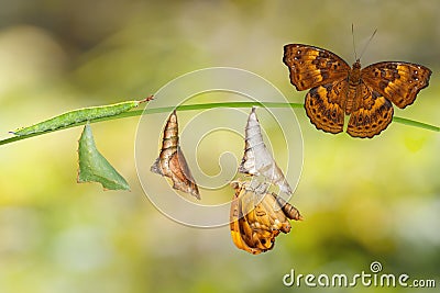 Transformation from caterpillar and chrysalis of brown prince bu Stock Photo