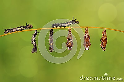 Transformation caterpillar to pupa of commander butterfly resting on twig Stock Photo