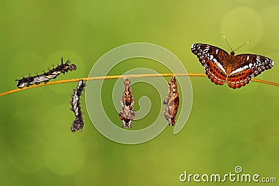 Transformation caterpillar to pupa of commander butterfly resting on twig Stock Photo