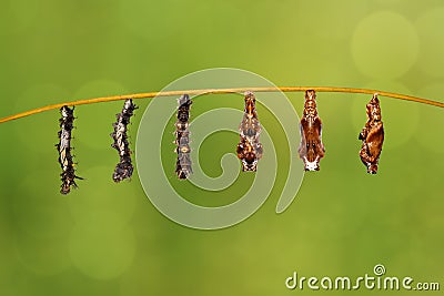 Transformation caterpillar to pupa of commander butterfly resting on twig Stock Photo