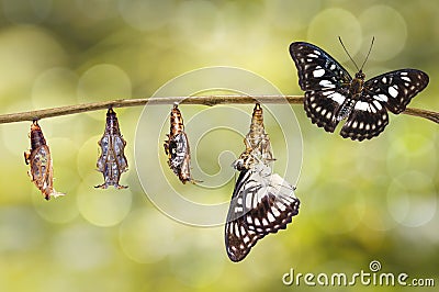 Transformation from chrysalis of Black-veined sergeant butterfly Stock Photo
