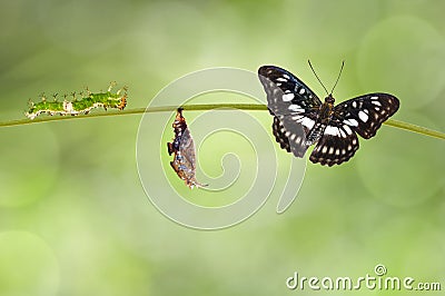 Transformation from chrysalis of Black-veined sergeant butterfly Athyma ranga hanging on twig Stock Photo