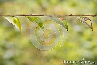 Transformation chrysalis of great orange tip butterfly Anthoch Stock Photo