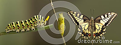 Transformation of common machaon butterfly emerging from cocoon Stock Photo