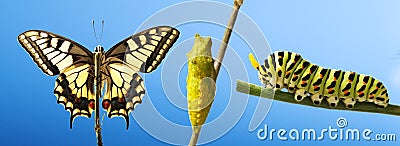 Transformation of common machaon butterfly emerging from cocoon isolated Stock Photo