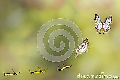 Transformation of common map Cyrestis thyodamas butterfly Stock Photo