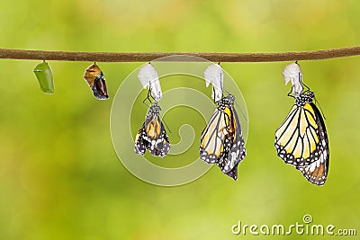 Transformation of common tiger butterfly emerging from cocoon Stock Photo