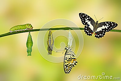 Transformation of Lime Butterfly Stock Photo