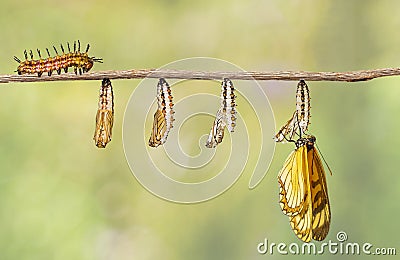 Transformation of yellow coster butterfly Acraea issoria fro Stock Photo