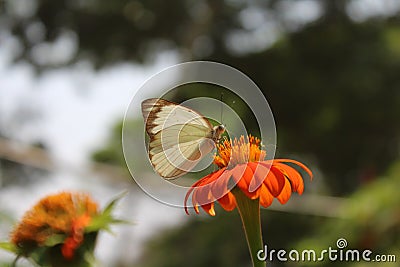 The freedom of butterflies in summer Stock Photo