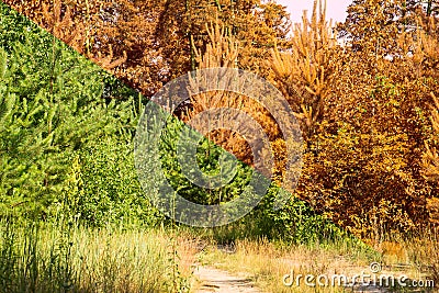 Transition of the summer season into autumn green plants become orange Stock Photo