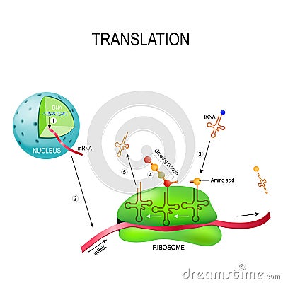 Translation biological protein synthesis Vector Illustration