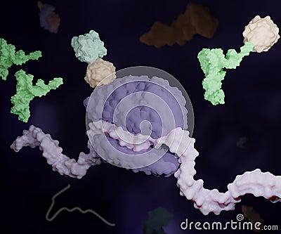 The translation of a nucleotide (DNA or RNA) sequence Stock Photo