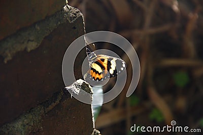 Translucent Butterfly. Mariposa translÃºcida. Stock Photo