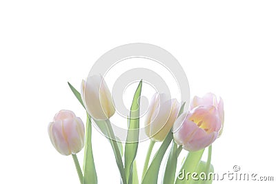 translucent five pink tulips with orange veins on a white background. Stock Photo