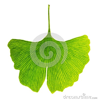 Translucent ginkgo biloba leaf in transmitted light Stock Photo