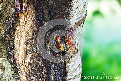 Cherry tree oozing sap from wounds or canker , process known as gummosis Stock Photo