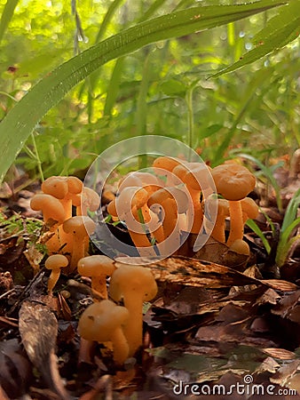 Translucent Golden Waxcap Fungi in the Woods Stock Photo