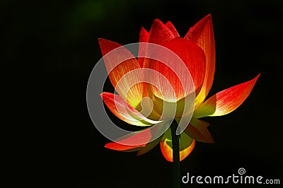 Translucent Lotus Stock Photo