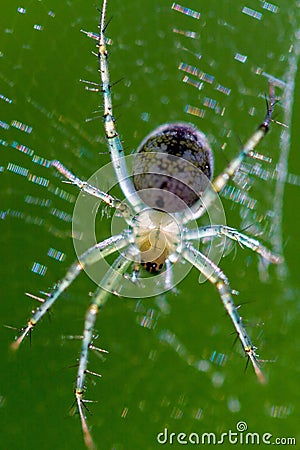 red translucent spider red translucent spider
