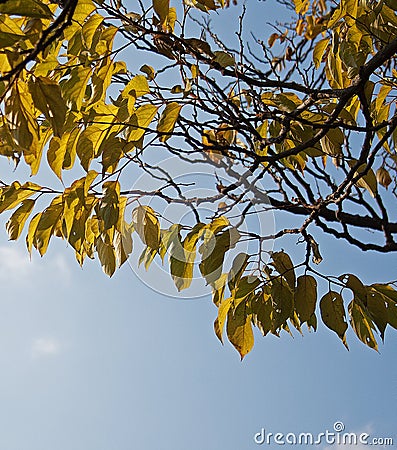 TRANSLUCENT YELLOW LEAVES Stock Photo