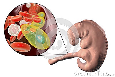 Transmission of Toxoplasma gondii parasites to fetus, medical concept Cartoon Illustration
