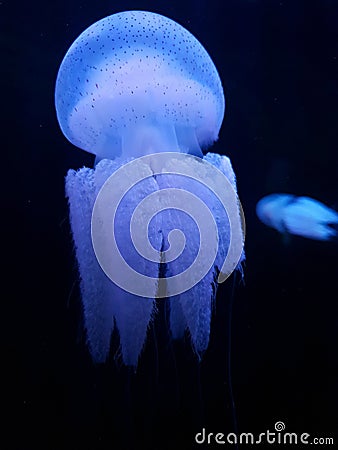 Transparant but beautiful jellyfish Stock Photo