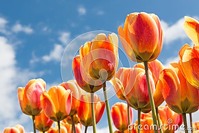 Transparant orange and yellow tulips with springtime background Stock Photo