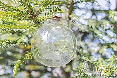 Transparent balloon Christmas decoration on spruce branch Stock Photo