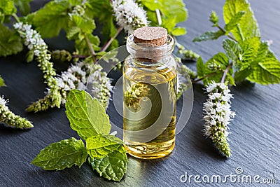 A bottle of peppermint essential oil with blooming peppermint twigs Stock Photo