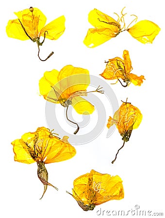 Transparent dried pressed yellow eschscholzia Stock Photo