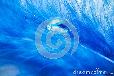 Transparent drop clear water after rain on blue feather of bird, turquoise color air. Concept purity and fragility of Stock Photo