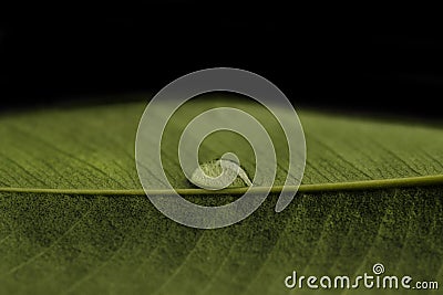 Transparent drop of water on a green leaf. Drop are sharp, macro closeup photo Stock Photo