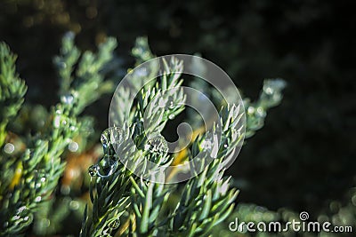 Transparent drops of freezing rain cover the needles of the Juniperus squamata Blue carpet. Selective focus. Stock Photo