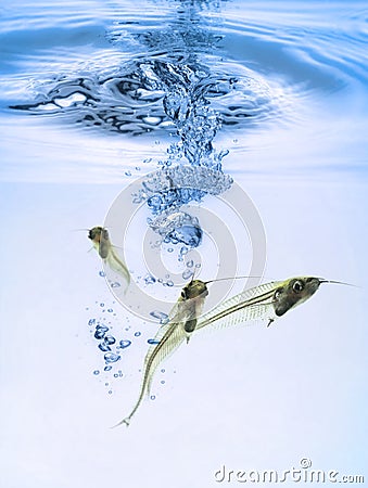 Transparent fish Stock Photo