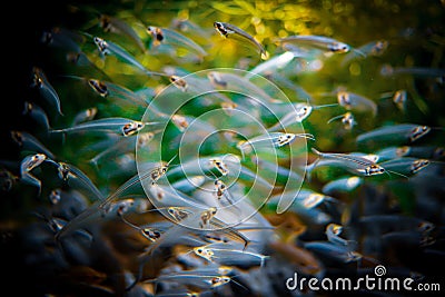 Transparent fish that form a flock Stock Photo