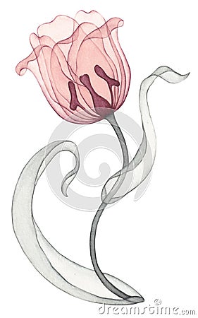 Transparent flowers, watercolor pink tulips illustration. Spring flowers clipart Cartoon Illustration
