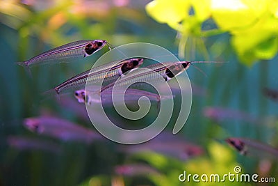 Transparent Glass or Ghost catfish Stock Photo