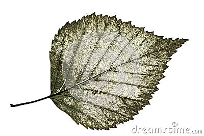 Transparent half-decayed old leaf birch with filigree pattern on Stock Photo