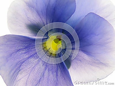 Transparent heartsease Stock Photo