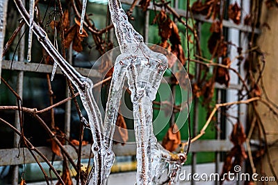 Transparent ice on the branches near the house Stock Photo