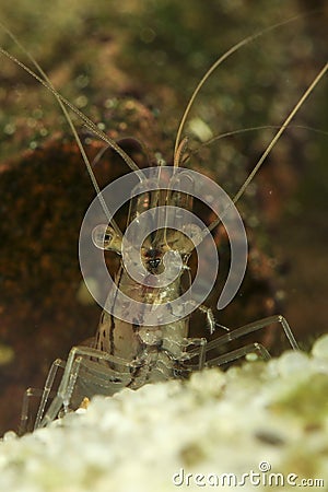 Transparent Japanese shrimp, Caridina multidentata on the freshwater pond Stock Photo