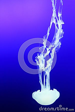 Transparent jellyfish with long stinging tentacles Stock Photo