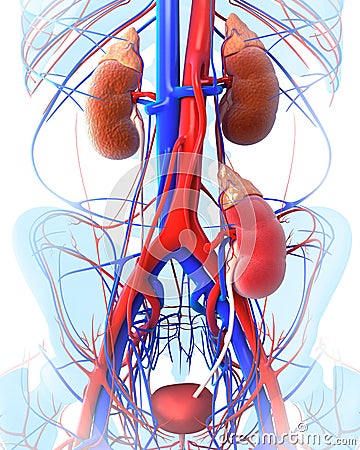 Transparent kidney transplant Cartoon Illustration