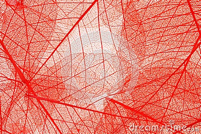 Transparent leaves background Stock Photo