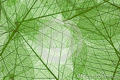 Transparent leaves background Stock Photo