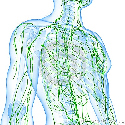 Transparent lymphatic system of man Cartoon Illustration