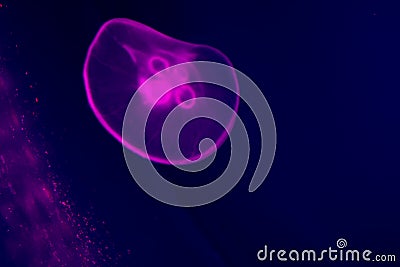 Transparent moon jellyfish close-up on dark blue background. Purple lighting, copy space for text about marine and ocean life Stock Photo