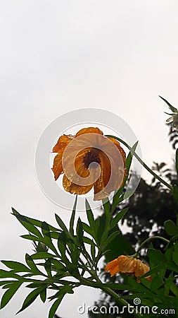 Transparent Orange flower Stock Photo