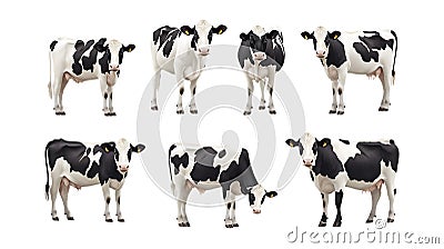 Transparent Or PNG Image Of Holstein Friesian Cows Stock Photography